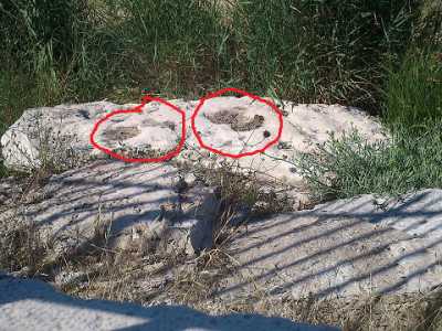 Orme di anchilosauro nel porto di Bari